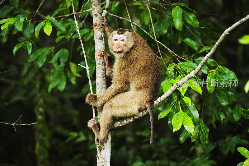 泰国那空Ratchasima Khao Yai国家公园的猕猴